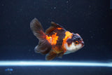 Juvenile Thai Oranda  Tricolor 3.5 Inch (ID#1115To13b-72) Free2Day SHIPPING