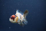 Baby Thai Oranda  Tricolor 3 Inch (ID#1022ToPTA-45) Free2Day SHIPPING