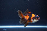 Juvenile Thai Oranda  Tricolor 3.5 Inch (ID#1115To13b-72) Free2Day SHIPPING