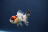 Baby Thai Oranda  Tricolor 3 Inch (ID#1022ToPTA-45) Free2Day SHIPPING