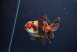 Juvenile Thai Oranda  Tricolor 3.5 Inch (ID#1115To13b-72) Free2Day SHIPPING