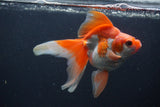 Ryukin Long Tail Red White 5 Inch (ID#0107Ry7b-3) Free2Day SHIPPING