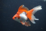 Ryukin Long Tail Red White 5 Inch (ID#0107Ry7b-3) Free2Day SHIPPING