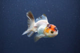 Baby Thai Oranda  Tricolor 3 Inch (ID#1022ToPTA-45) Free2Day SHIPPING