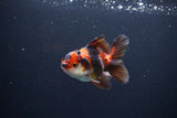 Juvenile Thai Oranda  Tricolor 3.5 Inch (ID#1115To13b-72) Free2Day SHIPPING