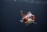 Juvenile Thai Oranda  Tricolor 3.5 Inch (ID#1115To13b-72) Free2Day SHIPPING