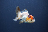 Baby Thai Oranda  Tricolor 3 Inch (ID#1022ToPTA-45) Free2Day SHIPPING