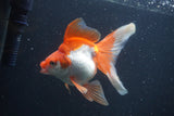 Ryukin Long Tail Red White 5 Inch (ID#0107Ry7b-3) Free2Day SHIPPING