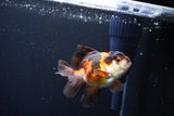 Juvenile Thai Oranda  Tricolor 3.5 Inch (ID#1115To13b-72) Free2Day SHIPPING