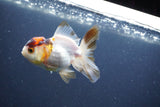 Baby Thai Oranda  Tricolor 3 Inch (ID#1022ToPTA-45) Free2Day SHIPPING