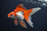 Ryukin Long Tail Red White 5 Inch (ID#0107Ry7b-3) Free2Day SHIPPING