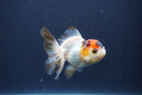 Baby Thai Oranda  Tricolor 3 Inch (ID#1022ToPTA-45) Free2Day SHIPPING