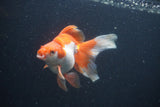 Ryukin Long Tail Red White 5 Inch (ID#0107Ry7b-3) Free2Day SHIPPING