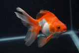 Ryukin Long Tail Red White 5 Inch (ID#0107Ry7b-4) Free2Day SHIPPING