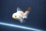 Baby Thai Oranda  Panda 3 Inch (ID#1022ToPTA-46) Free2Day SHIPPING