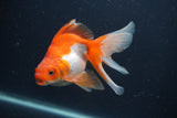 Ryukin Long Tail Red White 5 Inch (ID#0107Ry7b-4) Free2Day SHIPPING