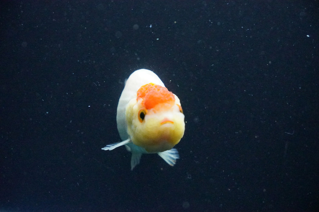 Juvenile Lionchu  Red White 3 Inch (ID#1202R11a-3) Free2Day SHIPPING