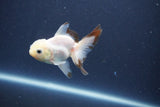 Baby Thai Oranda  Panda 3 Inch (ID#1022ToPTA-46) Free2Day SHIPPING