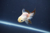 Baby Thai Oranda  Panda 3 Inch (ID#1022ToPTA-46) Free2Day SHIPPING