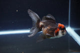 Juvenile Thai Oranda  Tricolor 3.5 Inch (ID#1115To13b-73) Free2Day SHIPPING