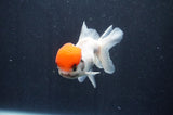 Juvenile Thai Oranda  Red White 3.5 Inch (ID#415T13b-55) Free2Day SHIPPING