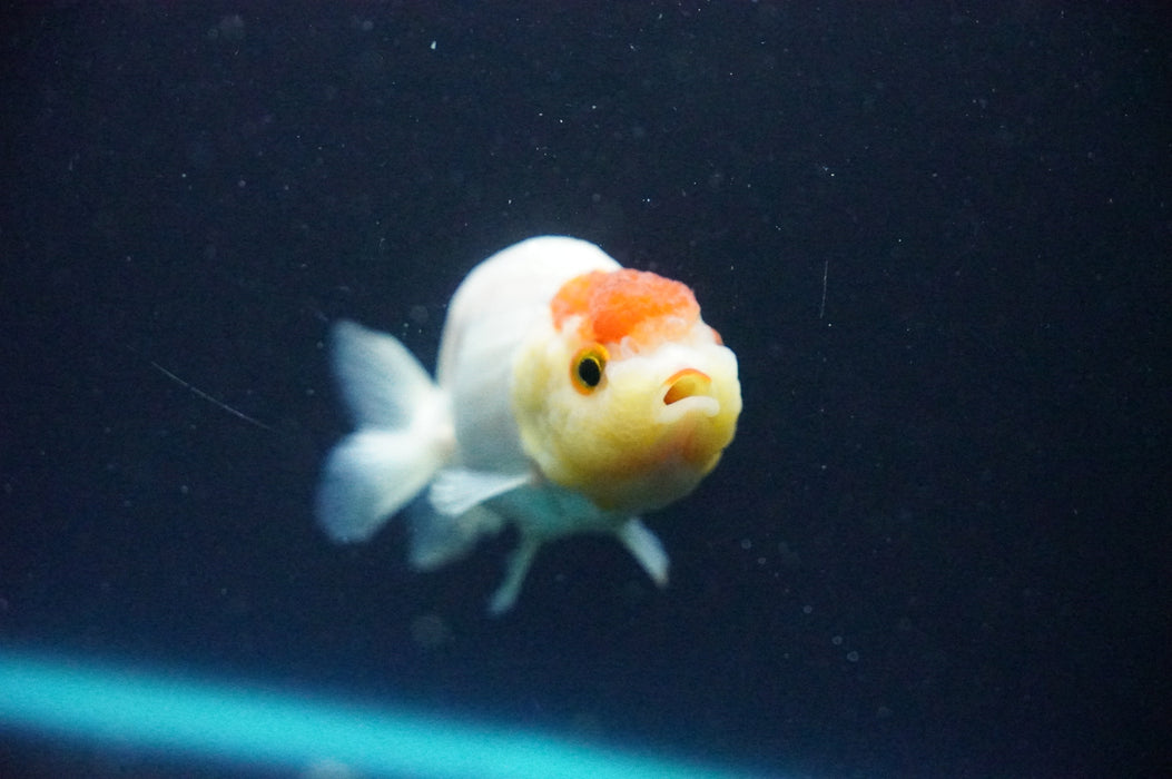 Juvenile Lionchu  Red White 3 Inch (ID#1202R11a-3) Free2Day SHIPPING