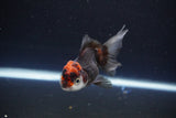 Juvenile Thai Oranda  Tricolor 3.5 Inch (ID#1115To13b-73) Free2Day SHIPPING