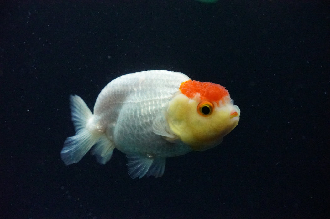 Juvenile Lionchu  Red White 3 Inch (ID#1202R11a-3) Free2Day SHIPPING