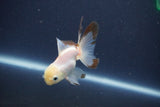 Baby Thai Oranda  Panda 3 Inch (ID#1022ToPTA-46) Free2Day SHIPPING