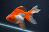 Ryukin Long Tail Red White 5 Inch (ID#0107Ry7b-4) Free2Day SHIPPING