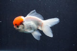 Juvenile Thai Oranda  Red White 3.5 Inch (ID#415T13b-55) Free2Day SHIPPING