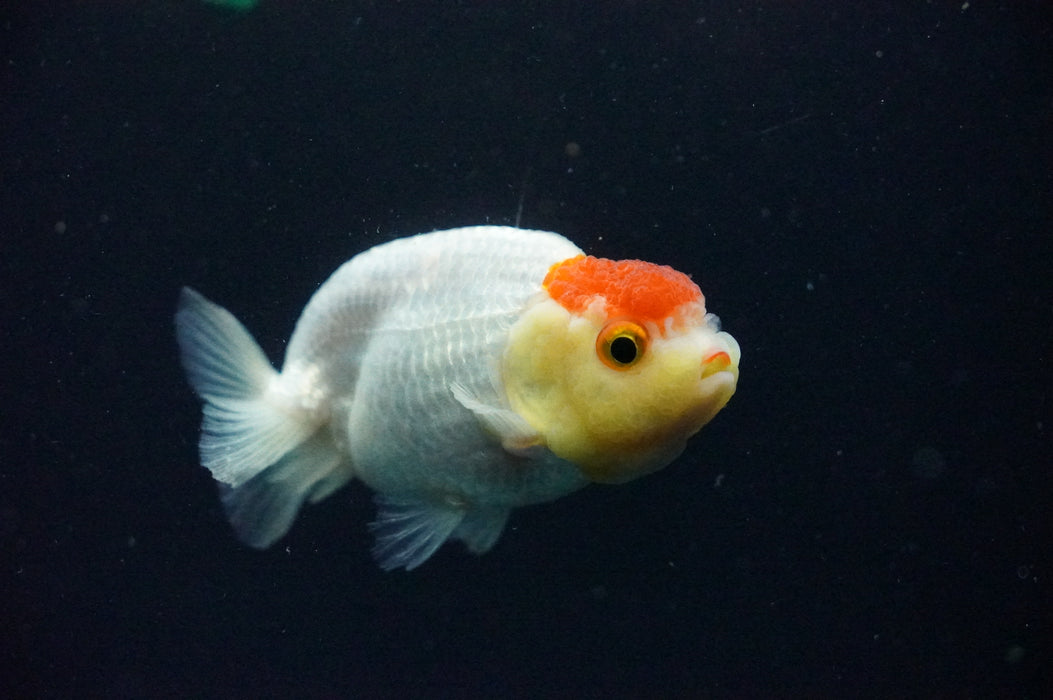 Juvenile Lionchu  Red White 3 Inch (ID#1202R11a-3) Free2Day SHIPPING
