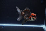 Juvenile Thai Oranda  Tricolor 3.5 Inch (ID#1115To13b-73) Free2Day SHIPPING