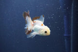 Baby Thai Oranda  Panda 3 Inch (ID#1022ToPTA-46) Free2Day SHIPPING