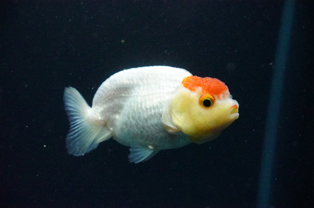 Juvenile Lionchu  Red White 3 Inch (ID#1202R11a-3) Free2Day SHIPPING