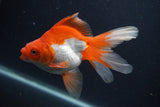 Ryukin Long Tail Red White 5 Inch (ID#0107Ry7b-4) Free2Day SHIPPING