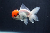 Juvenile Thai Oranda  Red White 3.5 Inch (ID#415T13b-55) Free2Day SHIPPING