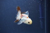 Baby Thai Oranda  Panda 3 Inch (ID#1022ToPTA-46) Free2Day SHIPPING