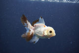 Baby Thai Oranda  Panda 3 Inch (ID#1022ToPTA-46) Free2Day SHIPPING