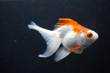 Ryukin Longtail Red White 4.5 Inch (ID#1001Ry7b-11) Free2Day SHIPPING