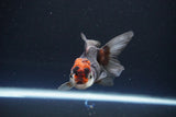 Juvenile Thai Oranda  Tricolor 3.5 Inch (ID#1115To13b-73) Free2Day SHIPPING