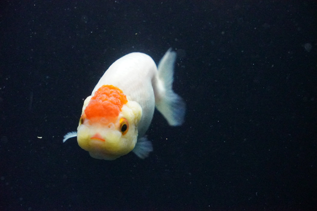 Juvenile Lionchu  Red White 3 Inch (ID#1202R11a-3) Free2Day SHIPPING