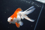 Ryukin Longtail Red White 4.5 Inch (ID#1001Ry7b-11) Free2Day SHIPPING