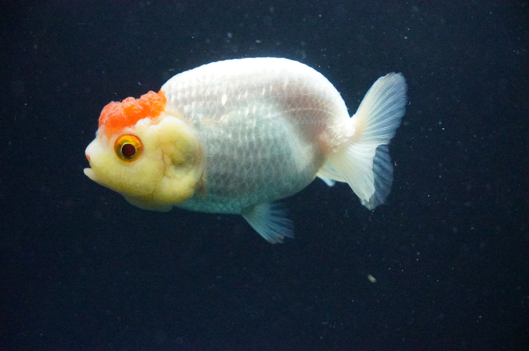 Juvenile Lionchu  Red White 3 Inch (ID#1202R11a-3) Free2Day SHIPPING