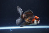 Juvenile Thai Oranda  Tricolor 3.5 Inch (ID#1115To13b-73) Free2Day SHIPPING