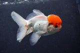 Juvenile Thai Oranda  Red White 3.5 Inch (ID#415T13b-55) Free2Day SHIPPING