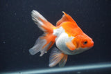 Ryukin Long Tail Red White 5 Inch (ID#0107Ry7b-4) Free2Day SHIPPING