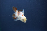 Baby Thai Oranda  Panda 3 Inch (ID#1022ToPTA-46) Free2Day SHIPPING