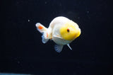 Juvenile Ranchu  Lemon Head White 3 Inch (ID#318R9b-57) Free2Day SHIPPING