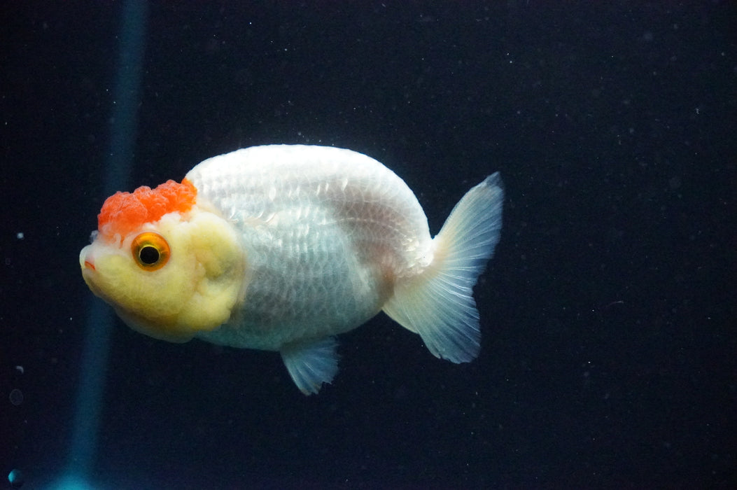 Juvenile Lionchu  Red White 3 Inch (ID#1202R11a-3) Free2Day SHIPPING